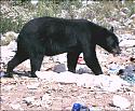 dumpbear's Avatar